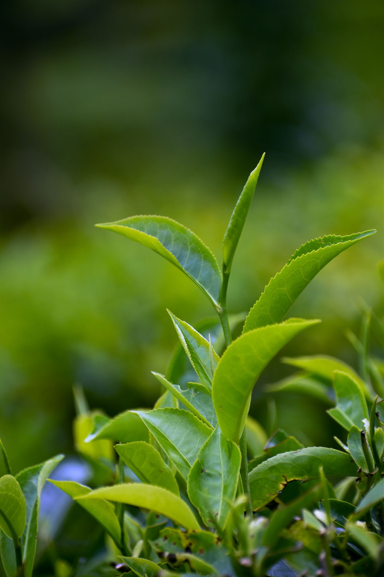Tea leaves